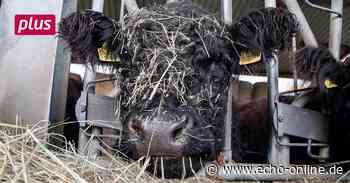 Galloways gedeihen prächtig auf dem Röderhof in Trebur - Echo Online