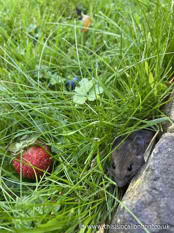 How to solve a pest problem humanely. Libby Rudd Fathers PHS
