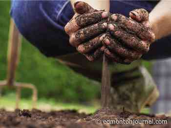 Growing Things: Drought the cause of dead-end zucchinis