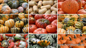 Herbstgemüse: Vom Blatt bis zu den Kernen – Kürbis komplett verwerten | Nordkurier.de - Nordkurier