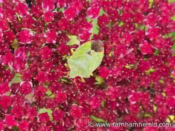 Photographer has two pictures picked for wildlife charity calendar - Farnham Herald
