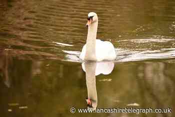 Clitheroe: New bird flu case is East Lancashire first