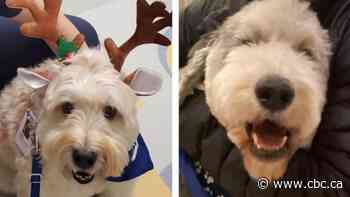 Therapy dogs to offer comfort to Calgary kids getting COVID-19 vaccine