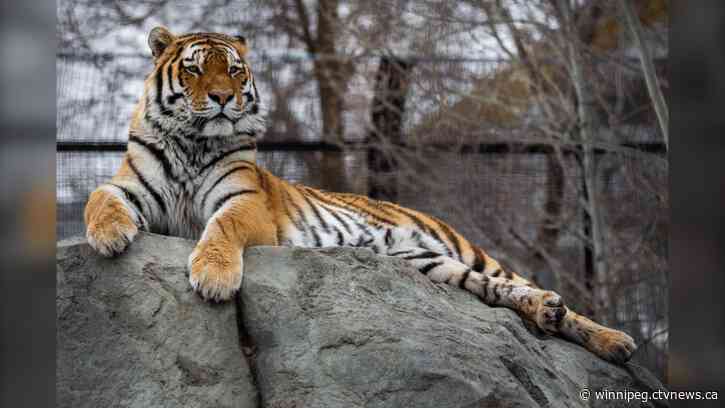Tiger at Assiniboine Park Zoo moving to Calgary