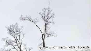 Hubschrauber in Bad Liebenzell: Baumteile schweben in der Luft