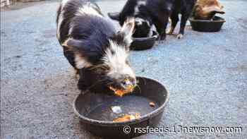 Animals in the 757 get special Thanksgiving meals