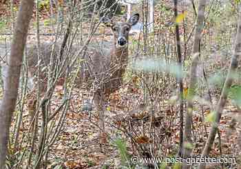 Deer disease spreads ahead of opening day