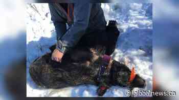 Wild pig expansion ‘out of control’ in the Prairies