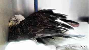 Spinal surgery on bald eagle at P.E.I. facility may be first of its kind