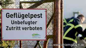 Traunstein: Geflügelpest nähert sich der Region - Präventive Schutzmaßnahmen im Landkreis - chiemgau24.de