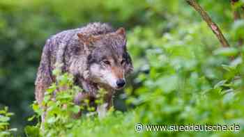 Traunstein: Landrat will Wolf abschießen lassen - Bayern - SZ.de - Süddeutsche Zeitung - SZ.de