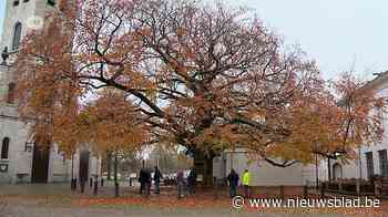 Stad Antwerpen investeert 2 miljoen euro in nieuwe “toekomstbomen”