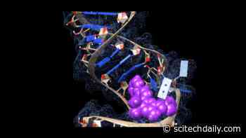 Taking New Aim at COVID-19: Treatments Against the Coronavirus’s Tangled Strands of RNA - SciTechDaily