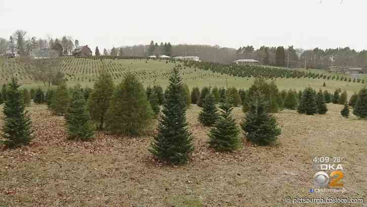 Christmas Tree Farm Owners Expect Supply To Be Tight This Year