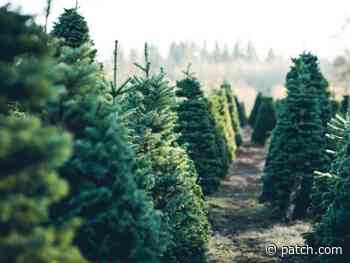 Christmas Tree Farms In The Austin Area: Your 2021 Guide - Patch.com
