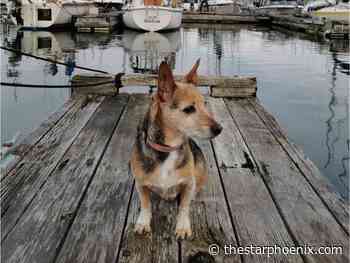 Animal control officers investigating after dog dies of injuries from off-leash park incident