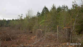 GFC arrests Jasper County resident for failure to pay for harvested timber - wgxa.tv