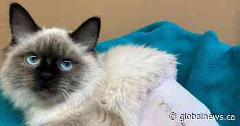 Regina Humane Society cat on road to recovery after hairband forced leg amputation