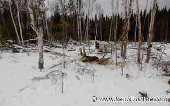 Investigation begins after moose carcass hidden, left to rot - KenoraOnline.com