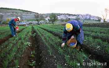 Cuneo, caporalato in agricoltura: due arresti - Sky Tg24