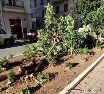 Crotone, caduto un albero in via Tellini - CrotoneOK.it