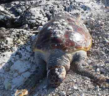 Bari, lungomare di Palese: rinvenuta la carcassa di una tartaruga - Borderline24.com