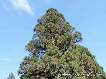 Bari, nasce una “foresta”: mille alberi da piantare nella zona industriale - Borderline24.com