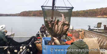 Kentucky Official Touts Experimental Carp Removal Method - The Waterways Journal