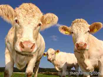 Restricted herds in BEAM: What farmers should know - Thats Farming