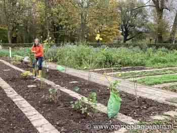 Kom weesboompjes brengen, halen of ruilen - Omroep Lingewaard