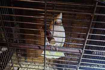Politie treft verwaarloosde dieren aan bij dame die met spoed naar ziekenhuis moet - Gazet van Antwerpen
