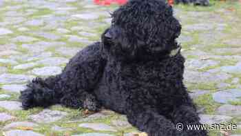 Erneut vertagt: Nach CDU-Antrag: Hundesteuer-Erhöhung in Tornesch vorläufig gescheitert | shz.de - shz.de