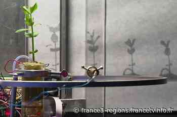 Festival Artifice numérique à Nice : la technologie peut-elle sauver le sauvage ? - France 3 Régions