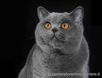 Prato, la due giorni di «Un gatto per amico» - Corriere Fiorentino