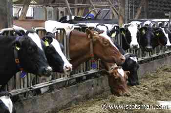 We need to talk about food and farming if we are to avoid a planetary tailspin - Philip Lymbery - The Scotsman