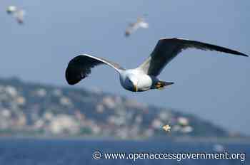 Seabird conservation: following food from fishing boats - Open Access Government