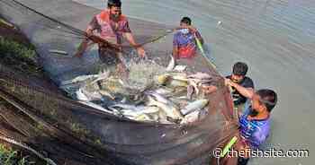 Nine ways to produce more sustainable and affordable blue food - The Fish Site