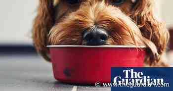 Sales of eco-friendly pet food soar as owners become aware of impact - The Guardian