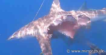 Half-eaten 'Zombie shark' seen hunting for food despite huge hole in its side - Mirror.co.uk