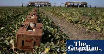 North American fertilizer shortage sparks fears of higher food prices - The Guardian