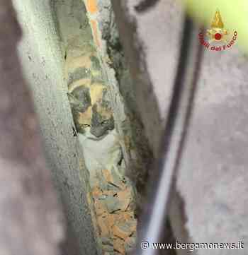 Seriate, gatto rimane incastrato in un muro: lo salvano i Vigili del fuoco - BergamoNews