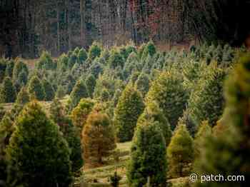 Christmas Tree Farms In The Aurora Area: Your 2021 Guide - Patch.com