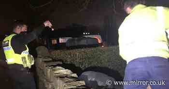 Hero gardener captured rampaging pig which charged at players on golf course - Mirror.co.uk