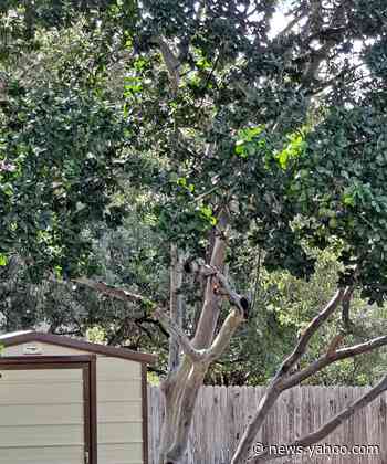 GARDENER'S MAILBAG: I don't think my yaupon holly is a yaupon holly.... - Yahoo News