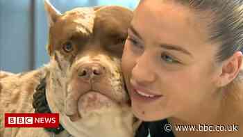 Essex family reunited with stolen dog after online appeal
