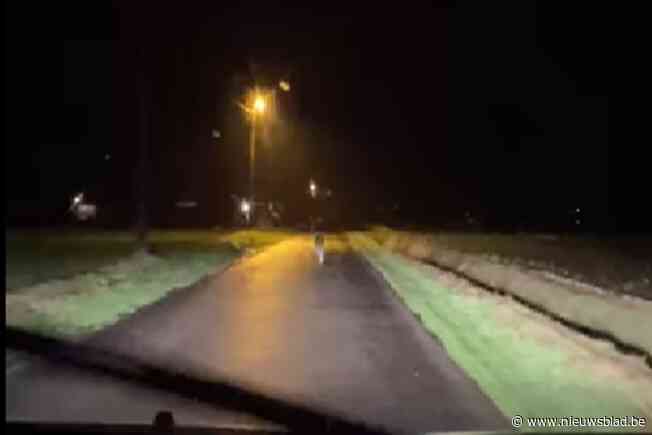 Meisje filmt wolf in Essen: “We gingen eigenlijk gewoon frietjes halen”