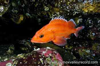 Researchers uncover and map biological hotspots of B.C.’s Central Coast - Comox Valley Record