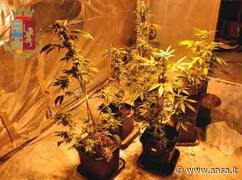Droga: serra casalinga marijuana e hascisc a Fermo,arrestata - Agenzia ANSA