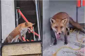 Antwerpse glaszetters staan oog in oog met vos op bovenste verdieping van werf: “Beestje raakte niet meer naar beneden” - Gazet van Antwerpen