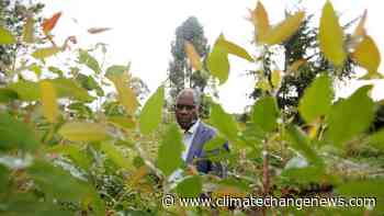 Kenyan forest communities sidelined as government misses two billion tree target - Climate Home